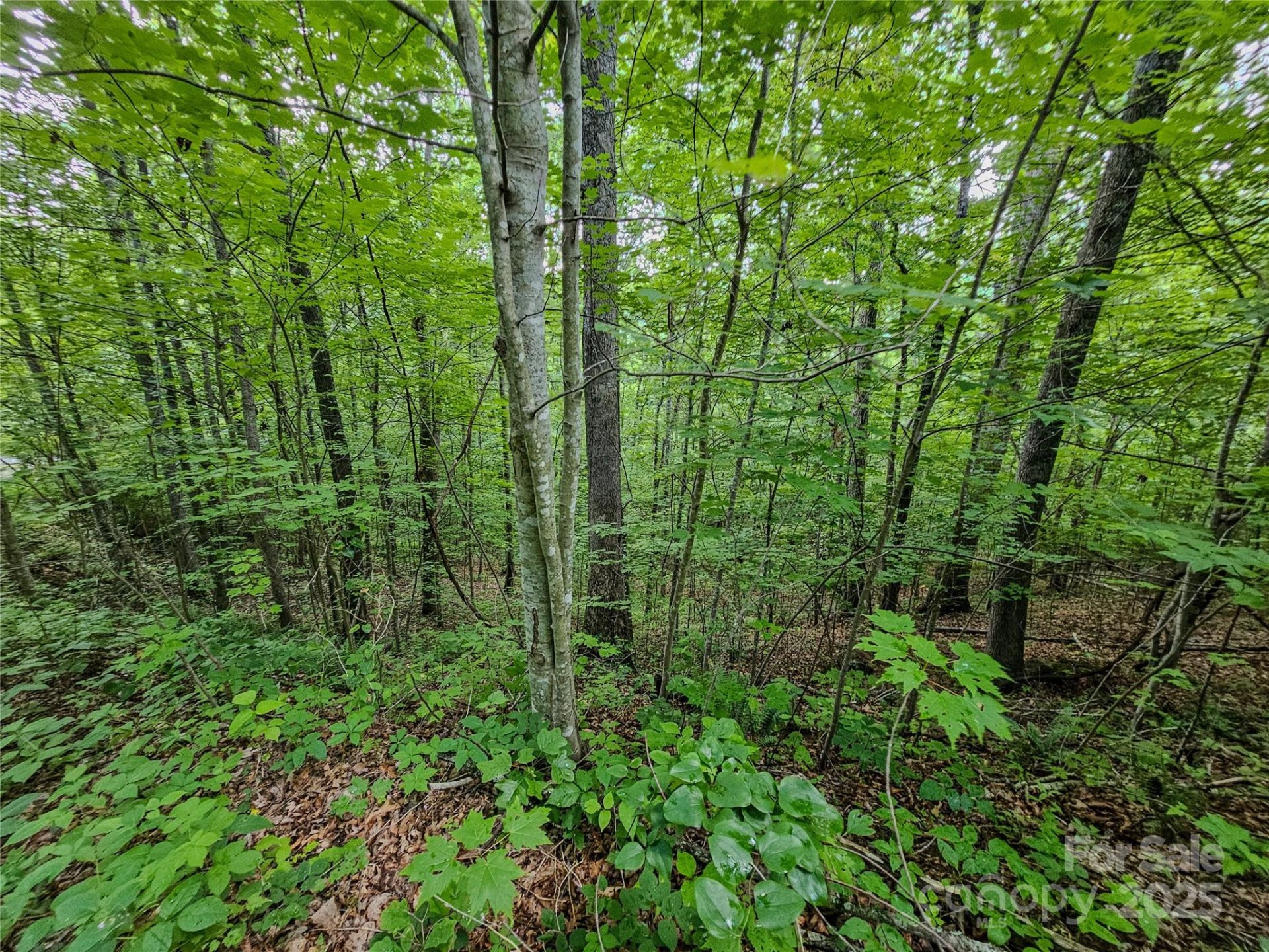 Property image 5 at Tbd Rumbling Bald Road, Lake Lure, NC 28746