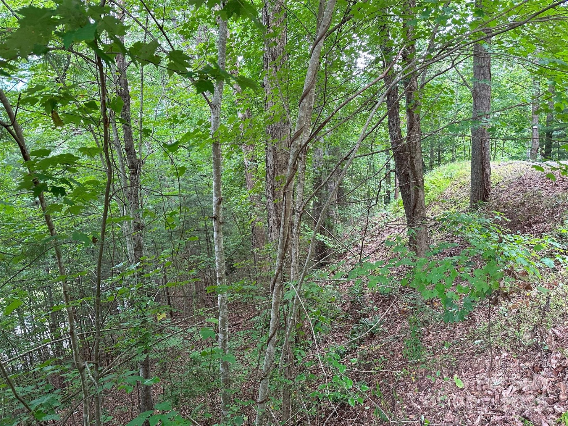 Property image 3 at 000 Ruffed Grouse Lane, Waynesville, NC 28786