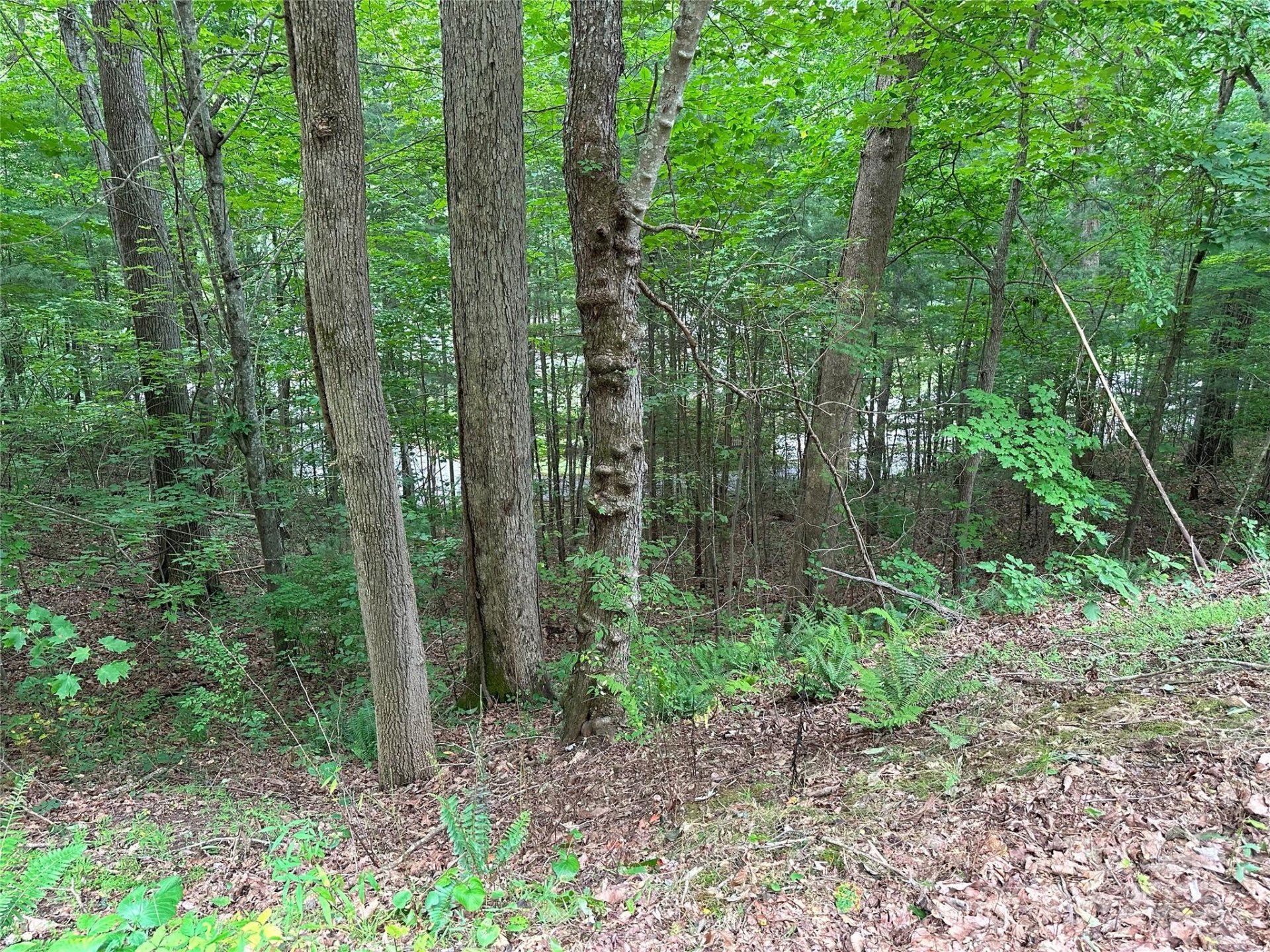 Property image 4 at 000 Ruffed Grouse Lane, Waynesville, NC 28786