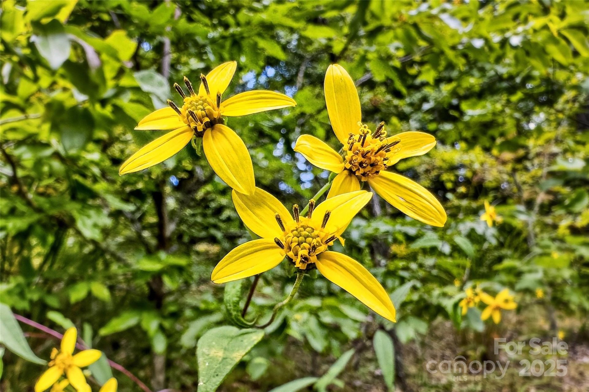 Property at 1696 Catawba Falls Parkway, Black Mountain, NC 28711