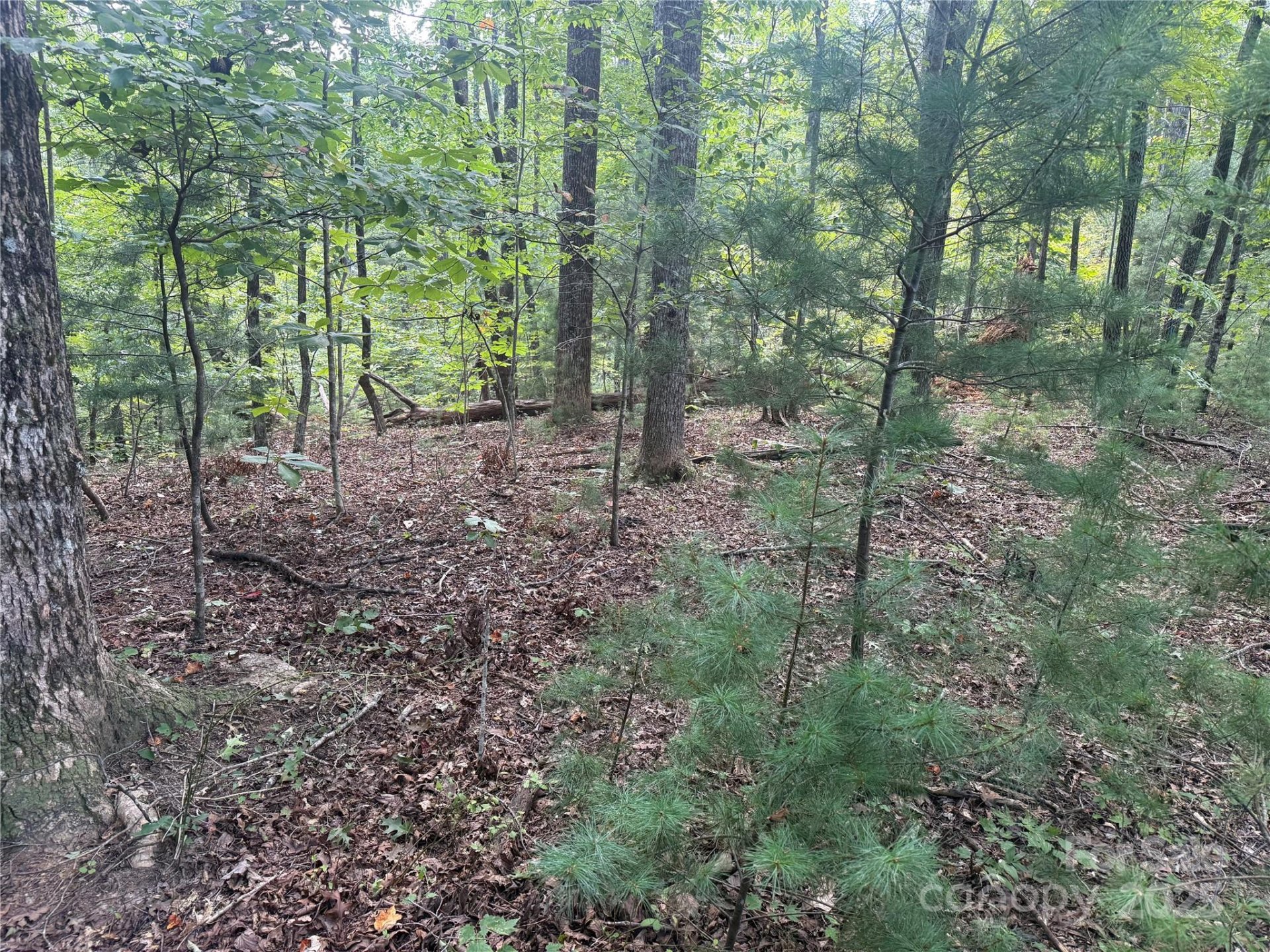 Property image 1 at Tbd Forest Country Drive, Marion, NC 28752