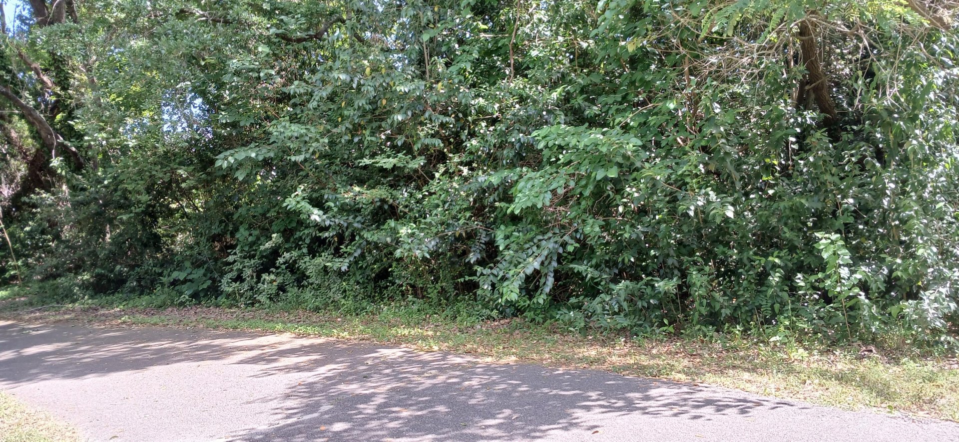 Property image 1 at 828 5th Avenue, Charleston, SC 29407