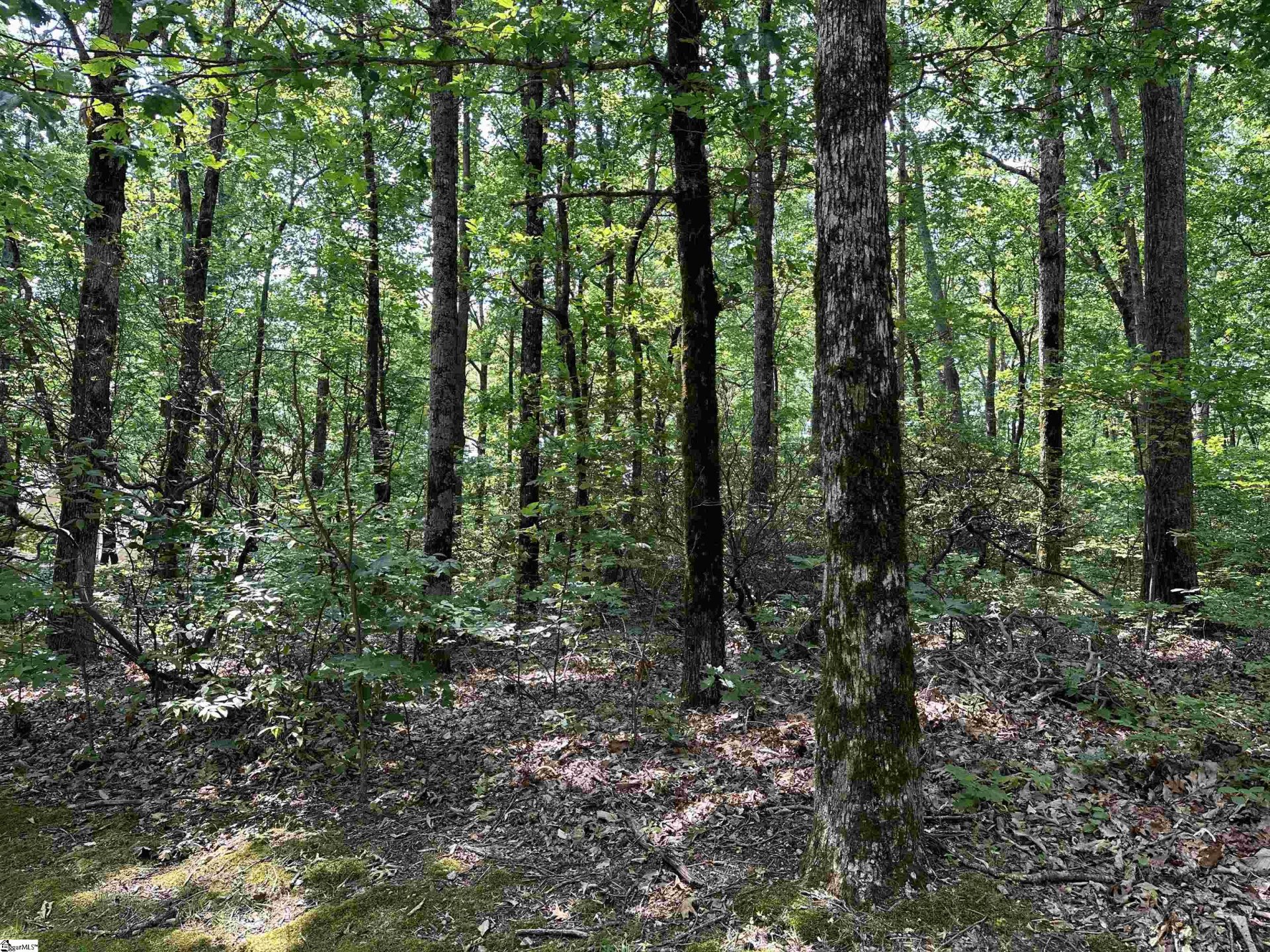 The Cliffs At Glassy