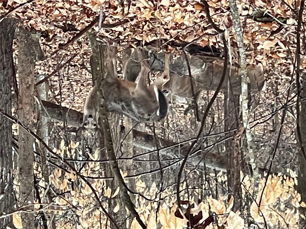 Lot 942 Birdie Court