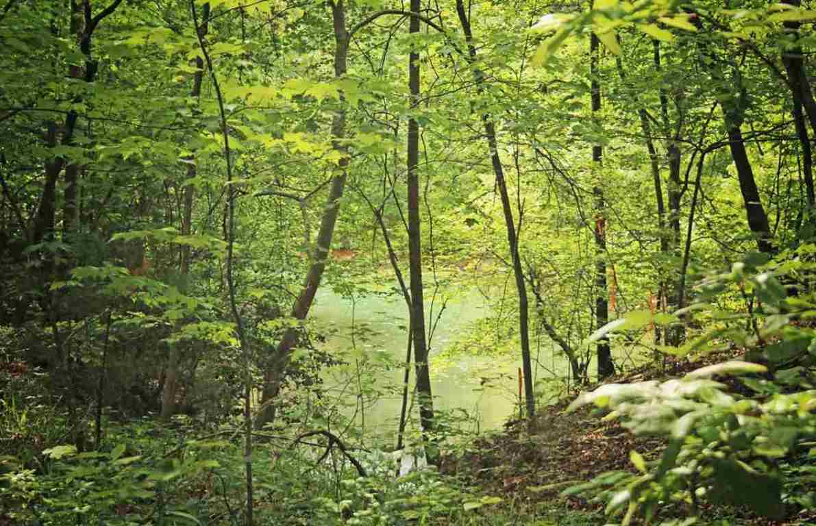 Lot 8 Cottages At Riverbirch