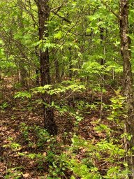 00 Deer Crossing Drive