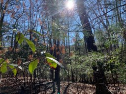 000 Timberlane Drive