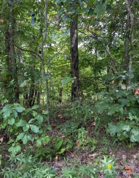 Tbd Mountain Lookout Drive