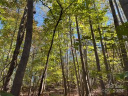 Tbd Brindlewood Drive