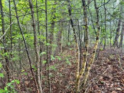 3666 Grandview Drive