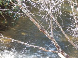 Lot 5 Abby Falls Drive