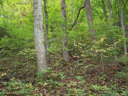 000 Whispering Woods Path