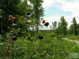 55 56 Blackberry Creek