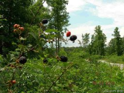 55 56 Blackberry Creek