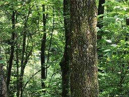 Tbd Indian Lake Road