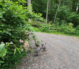 99999 Caperton Point Road