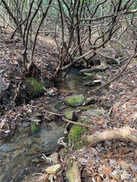 Tbd Speckled Trout Run
