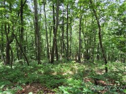 Lot 24 Miller Mountain Road