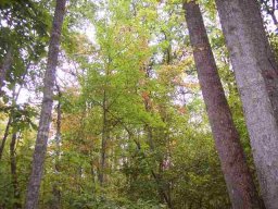 22+/- acres Old Cedar Rock Road