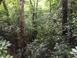 318 Gauley Falls Road