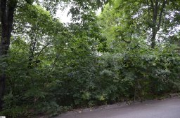 00 Altamont Forest Drive