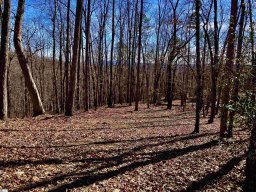 25 Cherokee Rose Trail