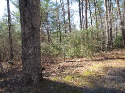 317 Whispering Falls Drive