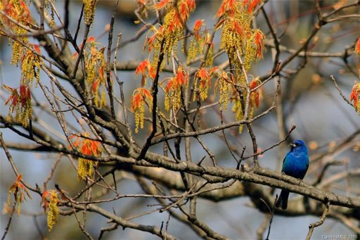 Lot 43 Hunters Ridge Drive