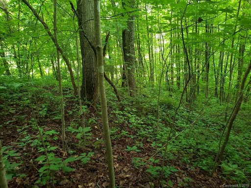 00 Ruffed Grouse Lane 12