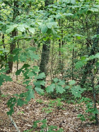 0 Sleepy Hollow Road 43