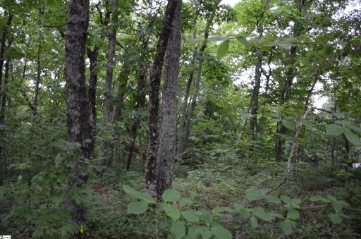 00 Altamont Forest Drive LOT 11