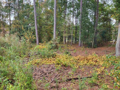 520 Magnolia Blossom Court