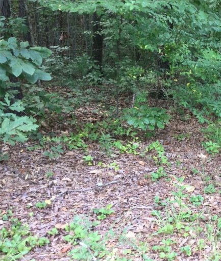 Lot 22 Cub Cove Drive