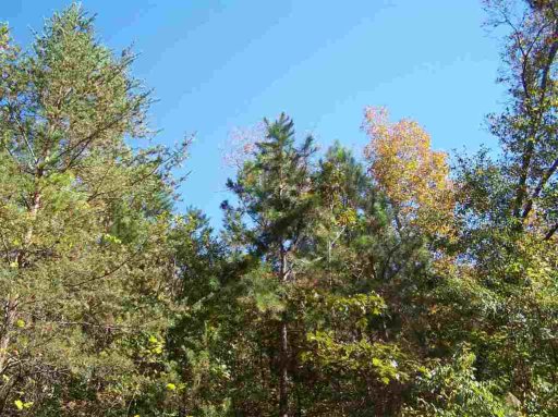 311 W Capewood Avenue LOT 65