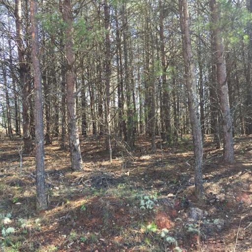 710 Saddle Creek Lane