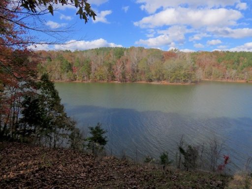 Lot 7 Tree Cat Trail