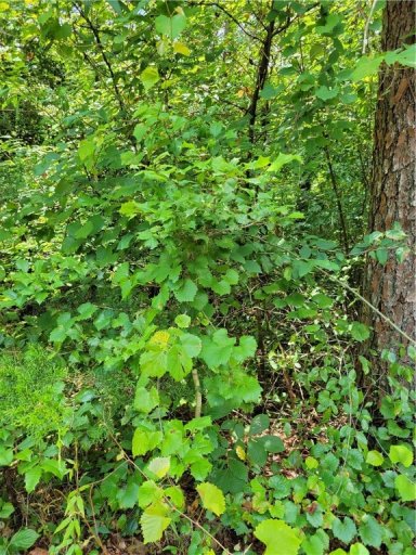 0 Lot 49 Tabor Ramp Road