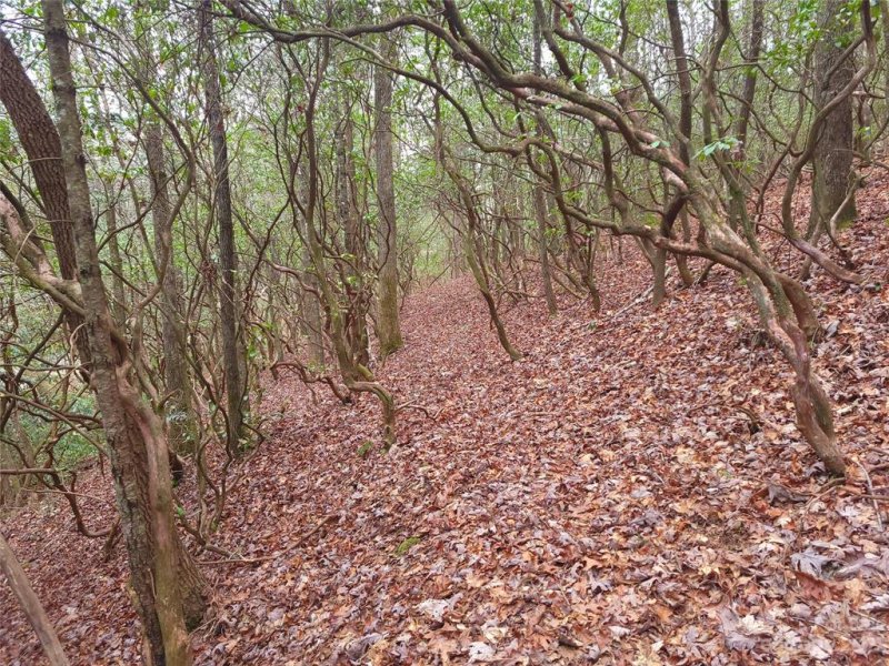 Property image 5 of 0000 Double Creek Drive in Oak Laurel, Brevard, NC 28712