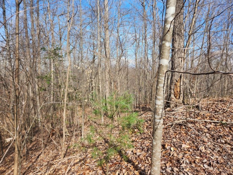 Property image 2 at 00 Forest Country Drive, Marion, NC 28752