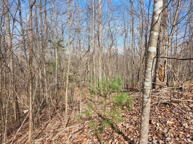 Property image 4 at 00 Forest Country Drive, Marion, NC 28752