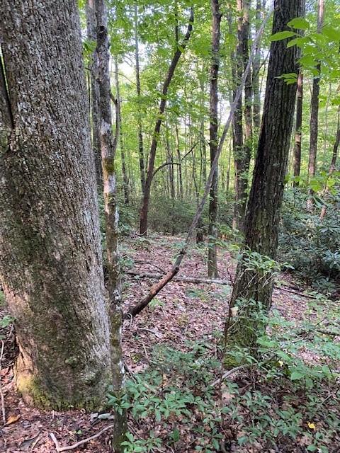 Property image 3 at Lot 58 Lost Panther Road, Brevard, NC 28712