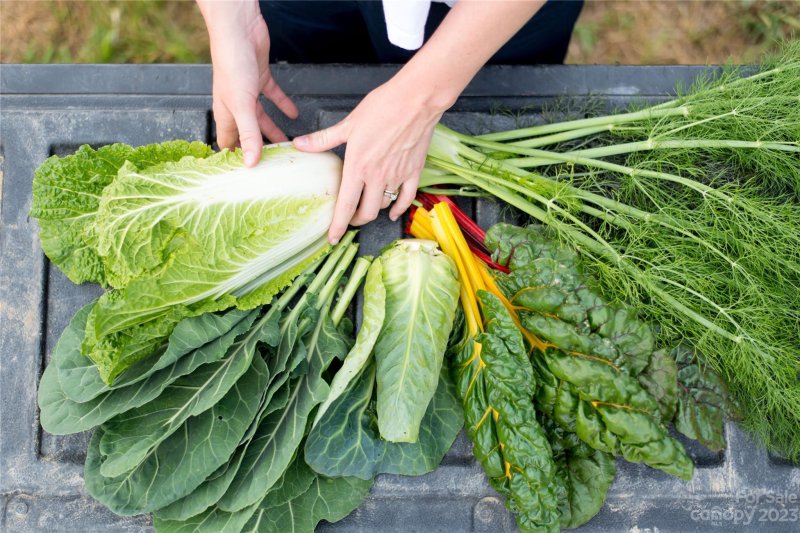 Property image 3 at 124 Lilikoi Lane, Asheville, NC 28804