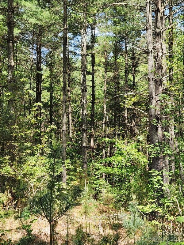 Property image 3 at 146 Frasier Fir Trail, Nebo, NC 28761