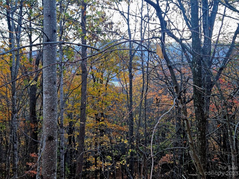 Property image 5 at 14 Great Aspen Way, Black Mountain, NC 28711