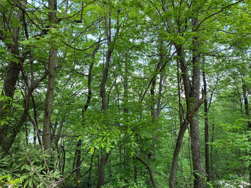 Property image 5 at 313 Williams Circle, Lake Lure, NC 28746