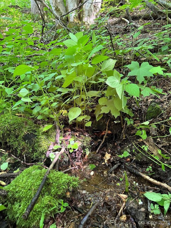 Property image 3 at 00 Old Country Road, Waynesville, NC 28786