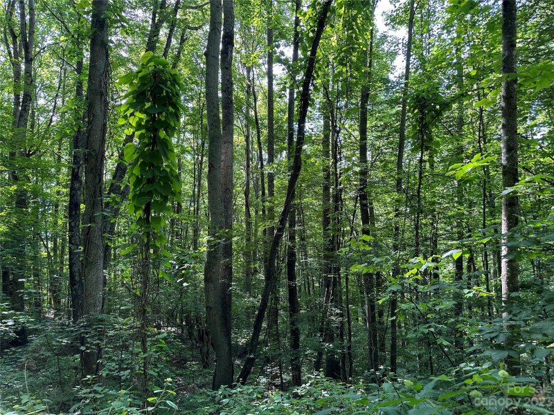 Property image 5 at 00 Old Country Road, Waynesville, NC 28786