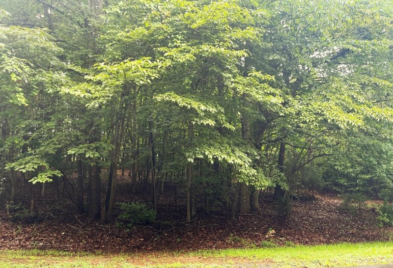 Property image 2 at 00 Rockwood Drive, Waxhaw, NC 28173