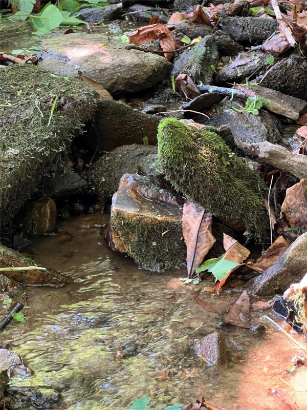 Property image 5 at 95 Rockin Chair Lane, Waynesville, NC 28785