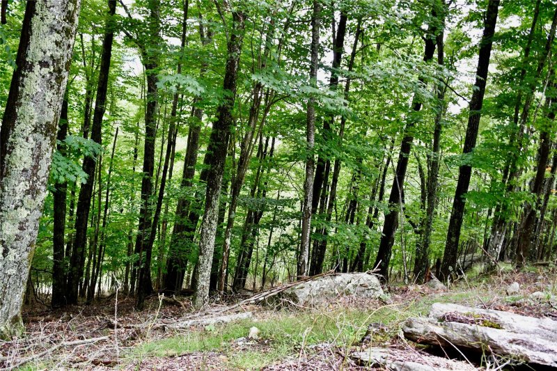 Property image 4 at 234 Wild Daisy Lane, Beech Mountain, NC 28604